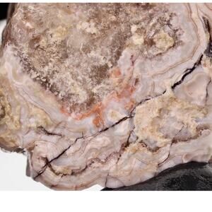 Laguna Crazy Lace Agate Quartz Natural Rough Crystal Mineral Mexico 5.71oz z